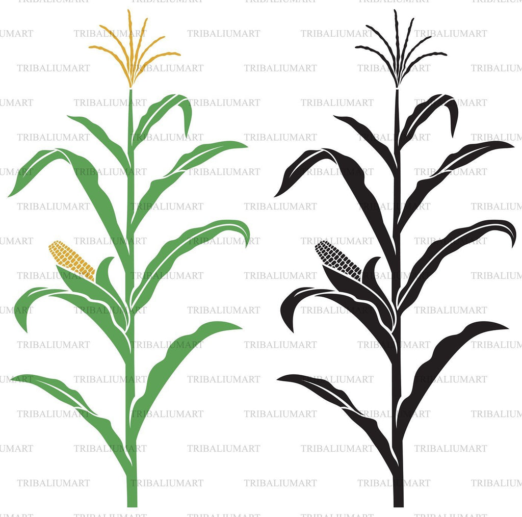 Corn Stalk Drawing