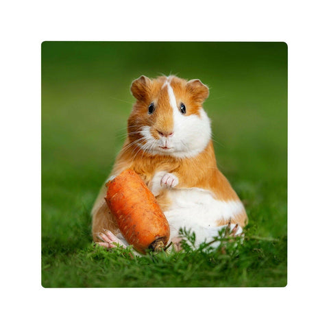 6 Pack 12 x 12 White Hardboard Sheets – Sublimation & Laser-Ready Physical Craft Express 