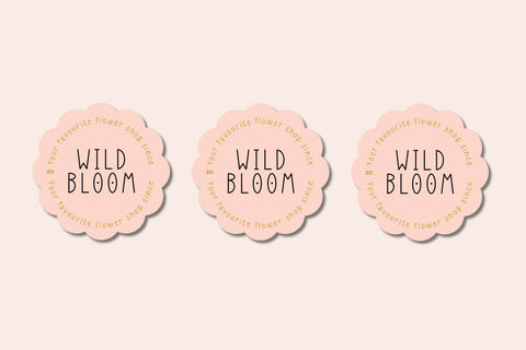 Admiration Font Cotton White Studio 