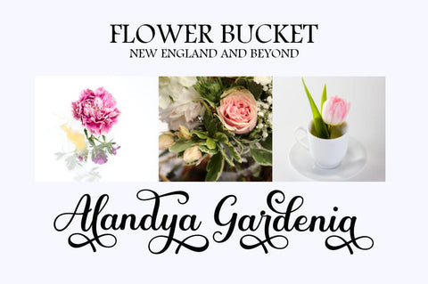 Amdeira Script Font gatype 