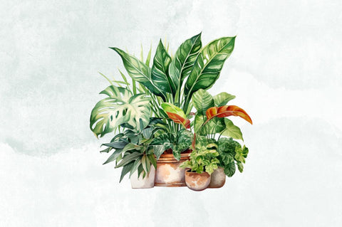 Beautiful Houseplants Watercolor Clipart Bundle Sublimation Designangry 
