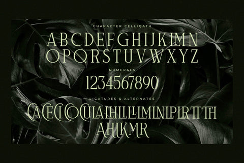 Celliqath Typeface Font Storytype Studio 