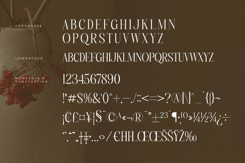 Charthe Modern Font Serif Font Storytype Studio 