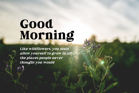 Fox Miravel Font Fox7 By Rattana 