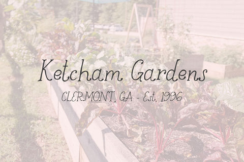 Goldenroot Serif Font Font Beck McCormick 