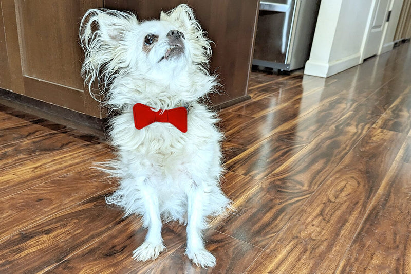 ITH Pet Collar Bow Tie Slider Applique Embroidery Embroidery/Applique DESIGNS Designed by Geeks 