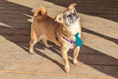 ITH Pet Collar Tie Slider Applique Embroidery Embroidery/Applique DESIGNS Designed by Geeks 