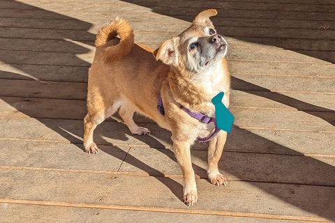 ITH Pet Collar Tie Slider Applique Embroidery Embroidery/Applique DESIGNS Designed by Geeks 