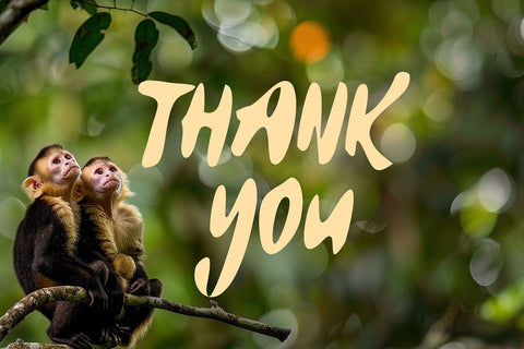 Jungle World - Display Font Font Mozzatype 