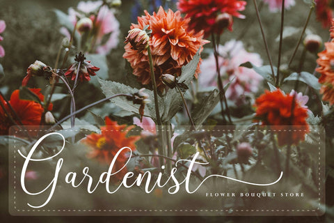 Larisathin Script Font Fadeline Std. 