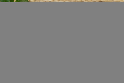 Laser Cut Monstera Leaf Coasters SVG Bundle SVG MD JOYNAL ABDIN 