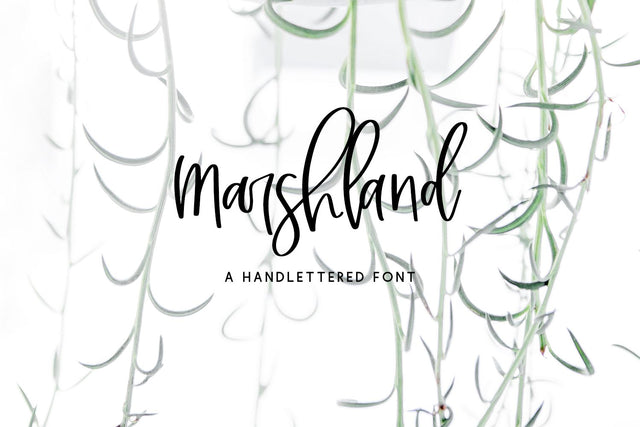 Marshland Script Font Beck McCormick 
