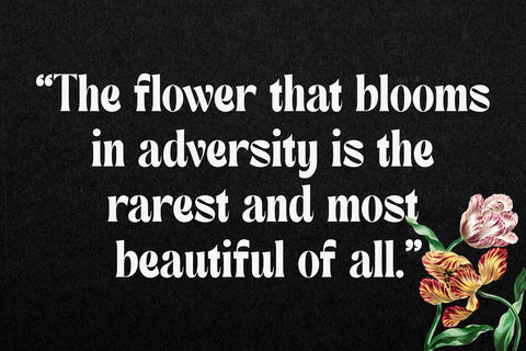 Monache - Display Serif Font Font studioalmeera 