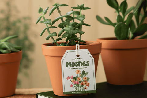 MONSTERA Font Mozarella 