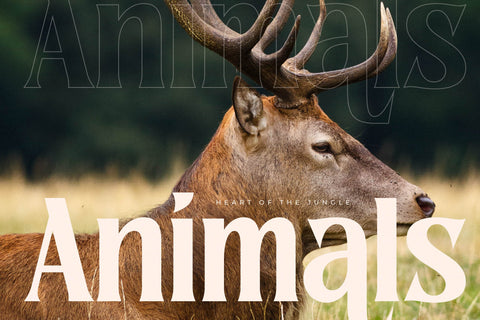 Norique - Modern Display Typeface Font Letterena Studios 