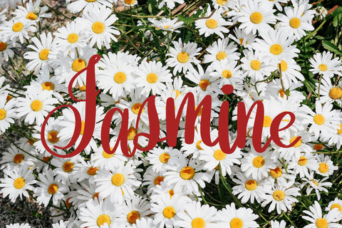 Orchidia Font Dm Letter Studio 