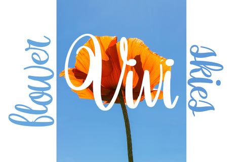 Orchidia Font Dm Letter Studio 