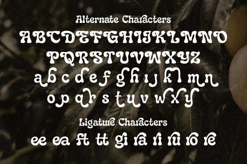 Paradisea – Elegant Vintage Serif Font with Alternates & Ligatures Font Mozzatype 