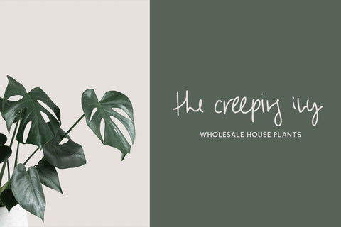 Parallaxes Script Font Beck McCormick 