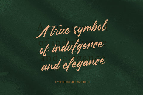 Pluretta Vintage - Modern Brush Font Font Letterena Studios 