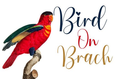 Pumpkin Font Studio Natural Ink 