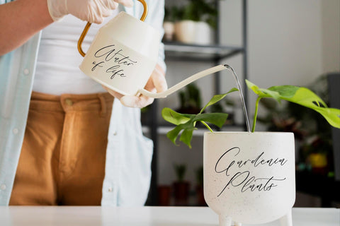 Rilenheart Scottibela - Chic Calligraphy Font Font Storytype Studio 