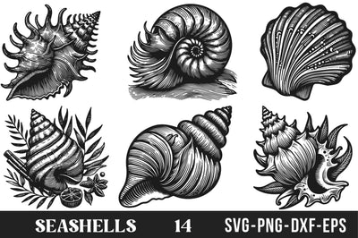 Seashells SVG Bundle SVG Rupkotha 