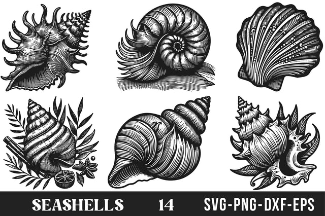 Seashells SVG Bundle SVG Rupkotha 