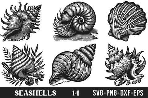 Seashells SVG Bundle SVG Rupkotha 