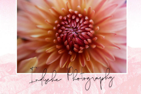 Shadow Blush Font Font Dm Letter Studio 