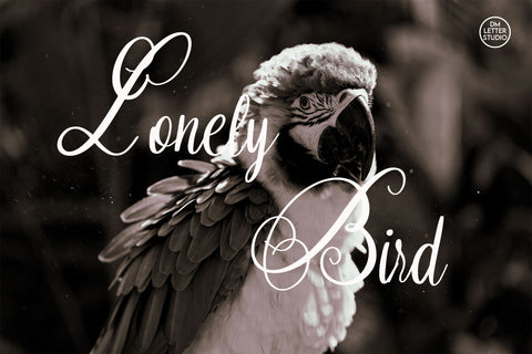 Silkora Font Dm Letter Studio 