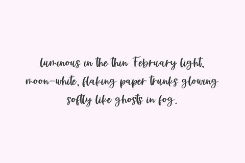 Silver Birch Script Font Beck McCormick 