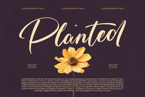 Skayhan Chester - Bold Brush Font Font Letterena Studios 