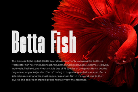 Skinger - A Bold Condensed Sans Font studioalmeera 