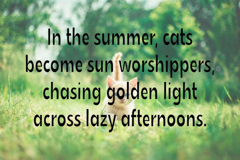 Skinny Cat Font Misti's Fonts 