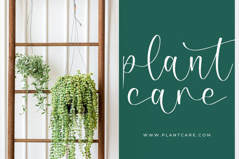 Sofiah Grycelin - Beautiful Script Font Font Letterena Studios 