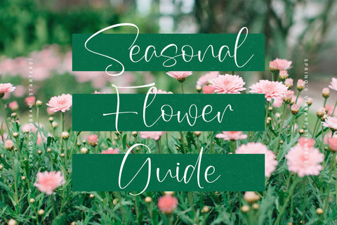 Sophia Mitha - Freestyle Stylish Font Font Letterena Studios 