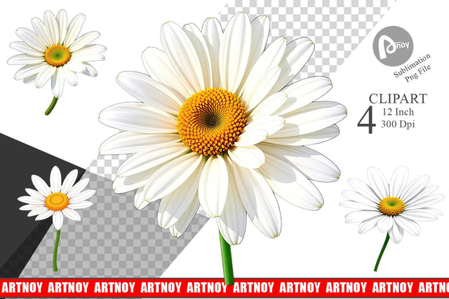 Spring Daisy Clipart Sublimation artnoy 
