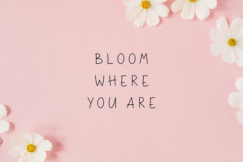 Squirrel Font Cotton White Studio 