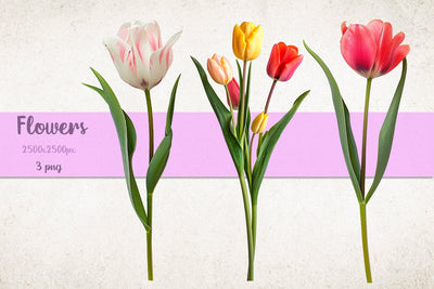 Tulip Flowers set png, Floral clipart sublimation Sublimation AnastasiyaArtDesign 