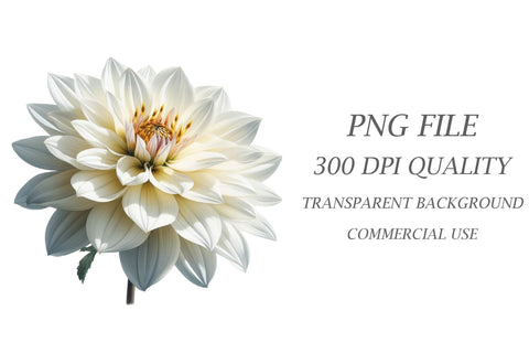 Watercolor Dahlia Clipart Sublimation Rupkotha 