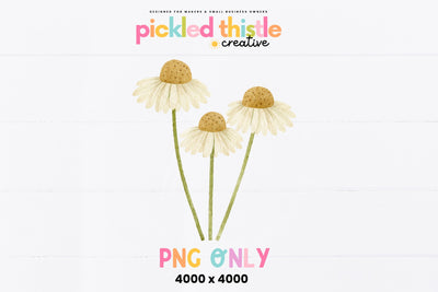 Watercolor Daisy PNG, Minimal Wildflower Clipart Sublimation Pickled Thistle Creative 