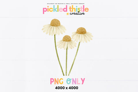 Watercolor Daisy PNG, Minimal Wildflower Clipart Sublimation Pickled Thistle Creative 