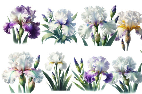 Watercolor Iris Flower Clipart Sublimation Rupkotha 
