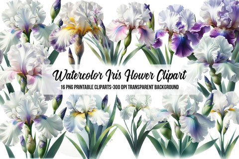Watercolor Iris Flower Clipart Sublimation Rupkotha 