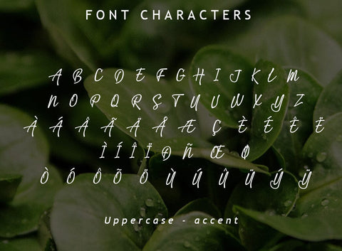 Advante Script Font Font Leamsign Studio 