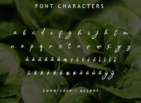 Advante Script Font Font Leamsign Studio 