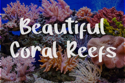 Alista Display Typeface Font Balevgraph Studio 