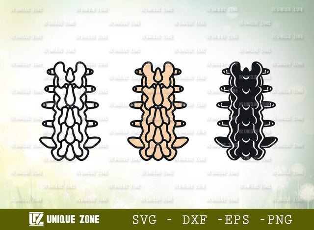 Anatomy Spine SVG Cut File, Anatomy Svg, Human Spine Svg, Spine Svg, Bones Svg, Spinal Cord Svg, Skeleton Svg, Physiotherapy Svg SVG Unique Zone 