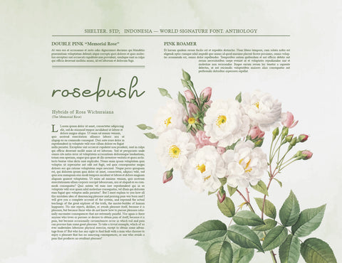 Anthology Script Signature Font inferno.studio3 